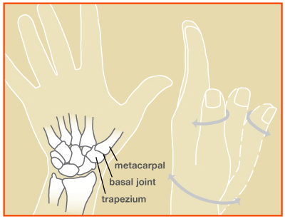 carpometacarpal joint